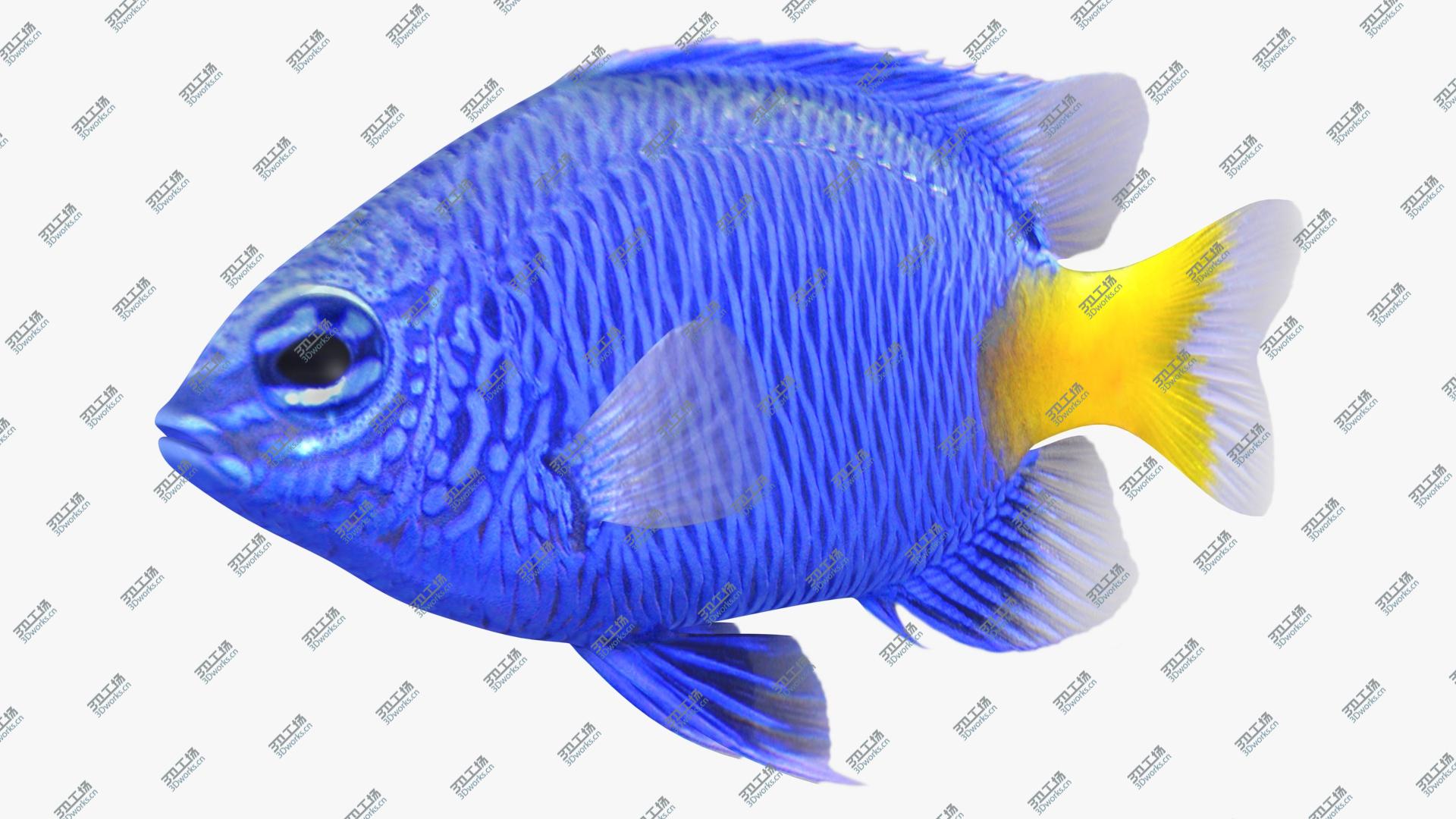 images/goods_img/202105072/3D Yellowtail Damselfish model/4.jpg